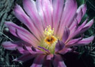 Blossom of the Corypantha macromeris or 'Nipple Cactus'. - Western Organ Mountains