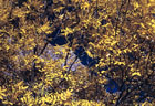 Autumn Ash in canyon below the southern Low Horns.