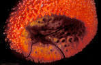 Orange Cup Sponge with Black Brittlestar.  Note the transparent rim on the sponge mouth. - Jackson Bay, Little Cayman Island 