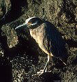 Night Heron and lava rock, James Island, Islas Galpagos, Ecuador