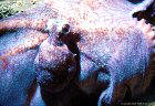 An Octupus in the process of 'flashing', Mana Fiji