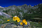 Alpine sunflowers on lichen covered rock  -  Clear Lakes