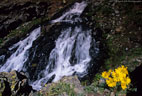 Alpine Sunflowers beside a small waterfall  near the Jeep Road to Clear Lakes.