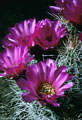 The striking flowers of the Echinocereus stramineus, or Purple Hedgehog Cactus - Southern Organ Mountains