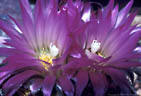 The striking flowers of the Cactus Corypantha vivapara - Western foothills of the Organ Mountains 