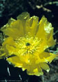 A large flower of the Engelmann Prickly Pear, off the trail to Fillmore Falls, near Dripping Springs.