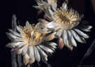 Organ Mountains Gallery III - Organ Mountain cactus flowers