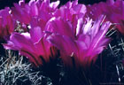 Flowers of the 'Straw Cactus',  Echinocereus stramineus.  These Cacti form large clumps in the southern Organ Mountains.