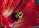 Some Organ Mountain Cactus flowers, Organ Mountains, New Mexico