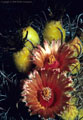 Flowers and fruit of the New Mexico Barrel Cactus - Western Organ Mountains