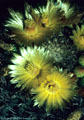 Exceptionally large and beautiful flowers of the New Mexico Barrel Cactus. - Western Organ Mountains