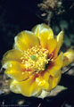 A Blossom of the Long Spined Prickly Pear