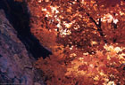 Autumn Maples and Lichen covered rock,along an eastern  route to the  Low Horns, Organ Mountains