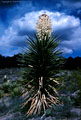 Afternoon stormclouds and a blossoming Mountain Torrey Yucca.  Western Organ Mountains 