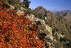 Maples in autumn colors on an eastern route to the Low Horns, Aguirre Springs