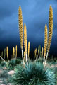 The storm breaks, and sunlight briefly touches blooming Sotols.  Aguirre Springs Access Road 