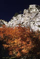 Autumn Maples on route to Low Horns, Organ Mountains, New Mexico