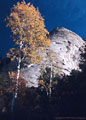 Golden Aspen and Sugarloaf Peak from a canyon off Indian Hollow