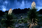 Mountain Torrey Yuccas and an evening thunderstorm in the western Organ Mountains