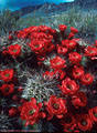 Flowering Claret Cup Cactus, foothills of the western Organ Mountains