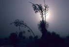Yuccas in silhouette in unusual ice fog, Aguirre Springs Access Road