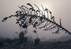 Ice covered blossom stalk of yucca in unusual ice fog