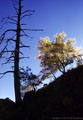 Backlit Ash Tree and lightning-struck Pondorosa Pine, from a route to the Low Horns