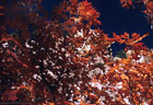 Maples in Fall colors,  seen in a high canyon below the southern Low Horns