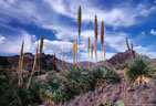 A beautiful stand of Sotols in the southern Organ Mountains