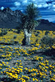 Yucca and large expanse of Mexican Poppies, foothills of the western Organ Mountains