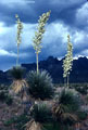 Soaptree Yucca (Yucca elata) and in the distance a western view of the Rabbit Ear Spires.  Western Organ Mountains foothills