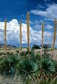 Afternoon cumulus and blooming Sotols near Long  Canyon in the southern Organ Mountains.