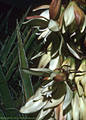 Flowers of Yucca baccata or Banana Yucca, southern Organ Mountains