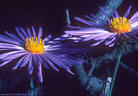 Large purple asters,  Pine Tree Trail, Aguirre Springs Recreation Area