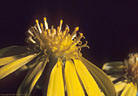 A yellow composite with flowers visible - Pine Tree Trail, Aguirre Springs Recreation Area