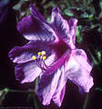 A blossom  of the Four O'clock Flower, Aguirre Springs National Recreation Area