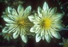 Unusually large Mentzelia blossoms, from the foothills of the western Organ Mountains