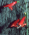 Southwestern scarlet pentstemon, Baylor Pass Trailhead, Aguirre Springs Recreation Area