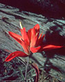 Indian paint brush by an old fallen juniper, along the Pine Tree Trail, Aguirre Springs Recreation Area