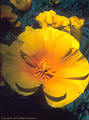 Mexican Goldpoppies, blooming in the foothills of western Organ Mountains