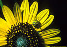 A Small spider waits for its prey on the ray of yellow Composite, Access Road, Aguirre Springs Recreation Area