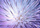 The blossom of a New Mexico thistle provides an abstract pattern, Aguirre Springs Recreation Area