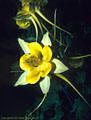 Flowers of the Yellow Columbine, Fillmore Falls, Dripping Springs Recreation Area