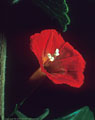 Wild red morning glory, Pine Tree Trail, Aguirre Springs Recreation Area