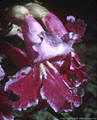 Flowers of the Desert Willow Tree, or Catalpa, Access road, Aguirre Springs National Recreation Area 