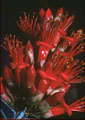 Ocotillo flowers, La Cueva Trail, Dripping Springs Recreation Area