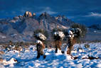 Yuccas and snow, western Organ Mountains