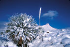 Snow covered sotol, with St. Augustine Peak in the background , Aguirre Springs Access Road