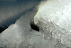 Ice patterns formed about a spring in Indian Hollow