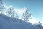 Snow covered oaks on high Organ Mountain ridge